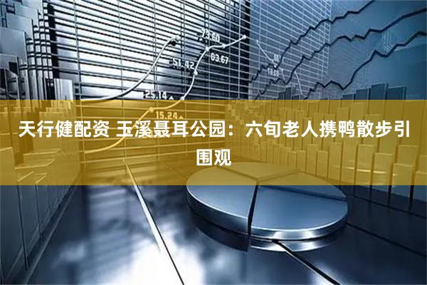 天行健配资 玉溪聂耳公园：六旬老人携鸭散步引围观